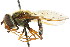  ( - CNC DIPTERA 17732)  @13 [ ] CreativeCommons - Attribution (2011) CNC/CBG Photography Group Centre for Biodiversity Genomics