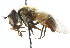 (Leucozona - CNC DIPTERA 18130)  @14 [ ] CreativeCommons - Attribution (2011) CNC/CBG Photography Group Centre for Biodiversity Genomics