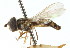  ( - CNC DIPTERA 18455)  @11 [ ] CreativeCommons - Attribution (2011) CNC/CBG Photography Group Centre for Biodiversity Genomics