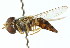  ( - CNC DIPTERA 18459)  @11 [ ] CreativeCommons - Attribution (2011) CNC/CBG Photography Group Centre for Biodiversity Genomics
