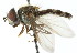  ( - CNC DIPTERA 18460)  @13 [ ] CreativeCommons - Attribution (2011) CNC/CBG Photography Group Centre for Biodiversity Genomics