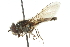  ( - CNC DIPTERA 18461)  @13 [ ] CreativeCommons - Attribution (2011) CNC/CBG Photography Group Centre for Biodiversity Genomics