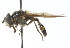  (Melangyna labiatarum - CNC DIPTERA 18462)  @13 [ ] CreativeCommons - Attribution (2011) CNC/CBG Photography Group Centre for Biodiversity Genomics