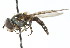  ( - CNC DIPTERA 18469)  @11 [ ] CreativeCommons - Attribution (2011) CNC/CBG Photography Group Centre for Biodiversity Genomics