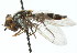  ( - CNC DIPTERA 18470)  @12 [ ] CreativeCommons - Attribution (2011) CNC/CBG Photography Group Centre for Biodiversity Genomics