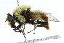  ( - CNC DIPTERA 1976)  @14 [ ] CreativeCommons - Attribution (2011) CNC/CBG Photography Group Centre for Biodiversity Genomics