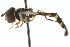  ( - CNC DIPTERA 20211)  @13 [ ] CreativeCommons - Attribution (2011) CNC/CBG Photography Group Centre for Biodiversity Genomics