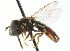  ( - CNC DIPTERA 20364)  @13 [ ] CreativeCommons - Attribution (2011) CNC/CBG Photography Group Centre for Biodiversity Genomics