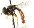  ( - CNC DIPTERA 20561)  @11 [ ] CreativeCommons - Attribution (2011) CNC/CBG Photography Group Centre for Biodiversity Genomics
