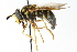  (Chrysotoxum sp. 6G - CNC DIPTERA 20712)  @14 [ ] CreativeCommons - Attribution (2011) CNC/CBG Photography Group Centre for Biodiversity Genomics
