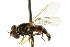  (Parasyrphus genualis - CNC DIPTERA 21760)  @14 [ ] CreativeCommons - Attribution (2011) CNC/CBG Photography Group Centre for Biodiversity Genomics