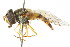  ( - CNC DIPTERA 22109)  @11 [ ] CreativeCommons - Attribution (2011) CNC/CBG Photography Group Centre for Biodiversity Genomics