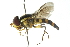  (Allograpta nigripilosa - CNC DIPTERA 2330)  @14 [ ] CreativeCommons - Attribution (2011) CNC/CBG Photography Group Centre for Biodiversity Genomics