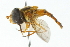  ( - CNC DIPTERA 2353)  @13 [ ] CreativeCommons - Attribution (2011) CNC/CBG Photography Group Centre for Biodiversity Genomics