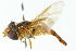  ( - CNC DIPTERA 2380)  @13 [ ] CreativeCommons - Attribution (2011) CNC/CBG Photography Group Centre for Biodiversity Genomics