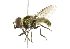  ( - CNC DIPTERA 2401)  @13 [ ] CreativeCommons - Attribution (2011) CNC/CBG Photography Group Centre for Biodiversity Genomics