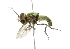  (Dissoptera - CNC DIPTERA 2402)  @13 [ ] CreativeCommons - Attribution (2011) CNC/CBG Photography Group Centre for Biodiversity Genomics