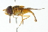  (Asarkina ericetorum - CNC DIPTERA 2433)  @13 [ ] CreativeCommons - Attribution (2011) CNC/CBG Photography Group Centre for Biodiversity Genomics