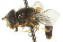  ( - CNC DIPTERA 26352)  @11 [ ] CreativeCommons - Attribution (2011) CNC/CBG Photography Group Centre for Biodiversity Genomics