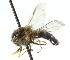  ( - CNC DIPTERA 26375)  @11 [ ] CreativeCommons - Attribution (2011) CNC/CBG Photography Group Centre for Biodiversity Genomics