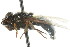  ( - CNC DIPTERA 26376)  @13 [ ] CreativeCommons - Attribution (2011) CNC/CBG Photography Group Centre for Biodiversity Genomics