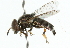  ( - CNC DIPTERA 264)  @13 [ ] CreativeCommons - Attribution (2011) CNC/CBG Photography Group Centre for Biodiversity Genomics