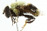  ( - CNC DIPTERA 3)  @13 [ ] CreativeCommons - Attribution (2011) CNC/CBG Photography Group Centre for Biodiversity Genomics
