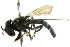  ( - CNC DIPTERA 3016)  @13 [ ] CreativeCommons - Attribution (2011) CNC/CBG Photography Group Centre for Biodiversity Genomics