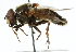  ( - CNC DIPTERA 30684)  @11 [ ] CreativeCommons - Attribution (2011) CNC/CBG Photography Group Centre for Biodiversity Genomics