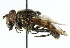  ( - CNC DIPTERA 30800)  @13 [ ] CreativeCommons - Attribution (2011) CNC/CBG Photography Group Centre for Biodiversity Genomics