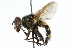  ( - CNC DIPTERA 30802)  @11 [ ] CreativeCommons - Attribution (2011) CNC/CBG Photography Group Centre for Biodiversity Genomics