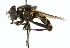  ( - CNC DIPTERA 30845)  @13 [ ] CreativeCommons - Attribution (2011) CNC/CBG Photography Group Centre for Biodiversity Genomics