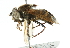  ( - CNC DIPTERA 31239)  @11 [ ] CreativeCommons - Attribution (2011) CNC/CBG Photography Group Centre for Biodiversity Genomics