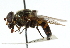  ( - CNC DIPTERA 31284)  @13 [ ] CreativeCommons - Attribution (2011) CNC/CBG Photography Group Centre for Biodiversity Genomics