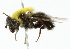  ( - CNC DIPTERA 35)  @13 [ ] CreativeCommons - Attribution (2011) CNC/CBG Photography Group Centre for Biodiversity Genomics