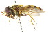  ( - CNC DIPTERA 35073)  @13 [ ] CreativeCommons - Attribution (2011) CNC/CBG Photography Group Centre for Biodiversity Genomics