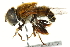  ( - CNC DIPTERA 35193)  @14 [ ] CreativeCommons - Attribution (2011) CNC/CBG Photography Group Centre for Biodiversity Genomics