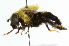  ( - CNC DIPTERA 35341)  @13 [ ] CreativeCommons - Attribution (2011) CNC/CBG Photography Group Centre for Biodiversity Genomics