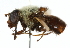  ( - CNC DIPTERA 35755)  @13 [ ] CreativeCommons - Attribution (2011) CNC/CBG Photography Group Centre for Biodiversity Genomics