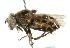  ( - CNC DIPTERA 35780)  @11 [ ] CreativeCommons - Attribution (2011) CNC/CBG Photography Group Centre for Biodiversity Genomics