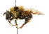  ( - CNC DIPTERA 36158)  @14 [ ] CreativeCommons - Attribution (2011) CNC/CBG Photography Group Centre for Biodiversity Genomics