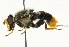  (Blera analis - CNC DIPTERA 36762)  @14 [ ] CreativeCommons - Attribution (2011) CNC/CBG Photography Group Centre for Biodiversity Genomics