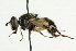  ( - CNC DIPTERA 36797)  @13 [ ] CreativeCommons - Attribution (2011) CNC/CBG Photography Group Centre for Biodiversity Genomics