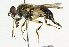  ( - CNC DIPTERA 36812)  @14 [ ] CreativeCommons - Attribution (2011) CNC/CBG Photography Group Centre for Biodiversity Genomics