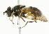  ( - CNC DIPTERA 36820)  @13 [ ] CreativeCommons - Attribution (2011) CNC/CBG Photography Group Centre for Biodiversity Genomics