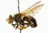  ( - CNC DIPTERA 36992)  @11 [ ] CreativeCommons - Attribution (2011) CNC/CBG Photography Group Centre for Biodiversity Genomics