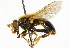  ( - CNC DIPTERA 36993)  @11 [ ] CreativeCommons - Attribution (2011) CNC/CBG Photography Group Centre for Biodiversity Genomics