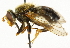  ( - CNC DIPTERA 37009)  @11 [ ] CreativeCommons - Attribution (2011) CNC/CBG Photography Group Centre for Biodiversity Genomics