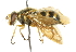  ( - CNC DIPTERA 37156)  @11 [ ] CreativeCommons - Attribution (2011) CNC/CBG Photography Group Centre for Biodiversity Genomics
