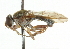  ( - CNC DIPTERA 37321)  @11 [ ] CreativeCommons - Attribution (2011) CNC/CBG Photography Group Centre for Biodiversity Genomics